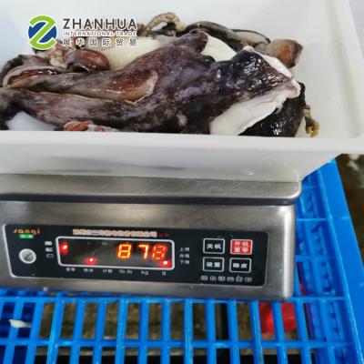 China Peru Giant Gigas Squid Tentacle Nutrient Jelly Head for sale