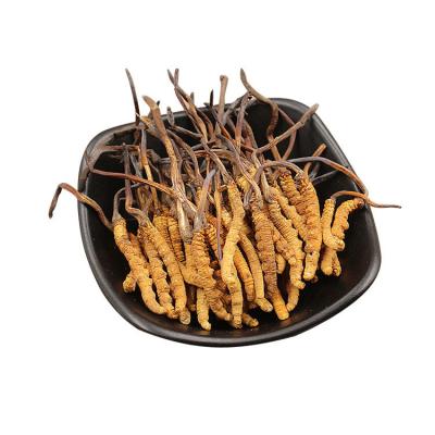 China Health Food Tibetan wild Chinese medicinal plant Cordyceps sinensis tines luofmiss Cordyceps containing amino acids for sale