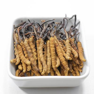 China Health Food Cordyceps Sinensis Prue Natural High Quality Dried Tibet Cordyceps Sinensis for sale