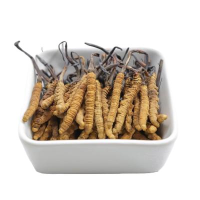 China Food High Quality Cordyceps Flower Freeze Dried Cordyceps militaris cordiceps cordyceps sinensis for sale