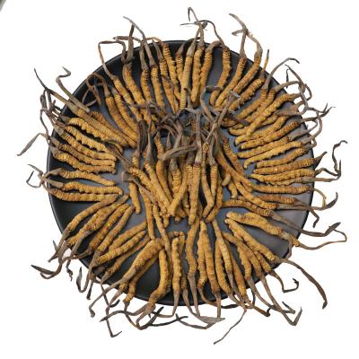 China Health Food Wholesale high quality bulk dong chong xia cao frozen dried cordyceps militaris fungus cordyceps sinensis for sale