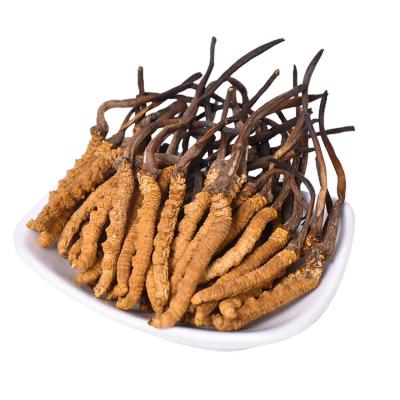 China Health Food Wholesale Bulk Cordyceps Fungus Complex Health Chinese Medicine Large Size Tibet Cordyceps sinensis for sale