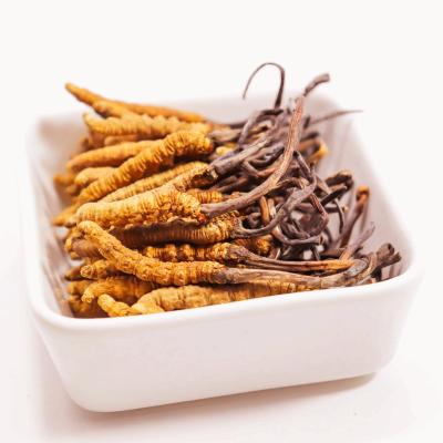 China Health Food Natural Naqu Cordyceps Tibet Cordyceps Militaris Real Organic Food Cordyceps Mushroom for sale