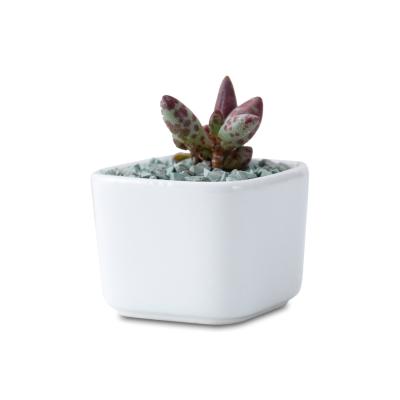 China Modern Whole Sale Planter Flower Pots Succulents Nordic Modern Glazed Indoor Ceramic Pots for sale