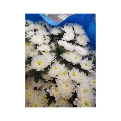 China Best Fresh Flower Cut Selling 2021 Wholesale Fresh Cut Flower White Chrysanthemum for sale