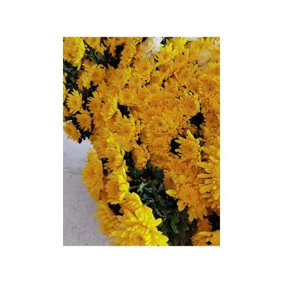 China Best Fresh Cut Flower Selling 2021 Wholesale Fresh Cut Flower Yellow Chrysanthemum for sale