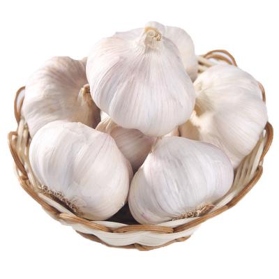 China 2021 Fresh Great Quality Fresh Dry Garlic for sale