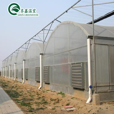 China Customized Multi-span Greenhouses Tomato Agricultural Type for sale