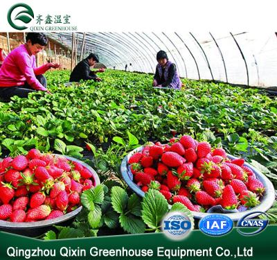 China Stable Structure Strawberry Greenhouse For Agriculture for sale