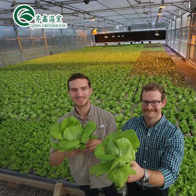 China Hot Sale Customized Single Film Agriculture Greenhouse For Lettuce for sale