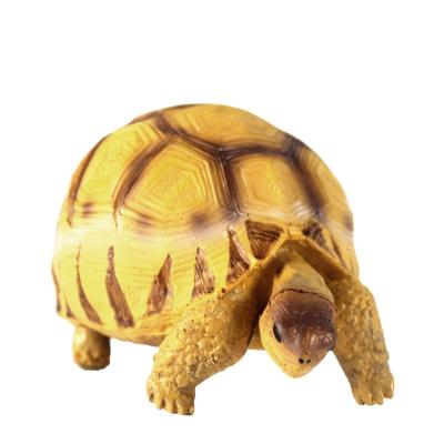 China NOMOY PET angonoka tortoise viable resin model for decoration A4 for sale