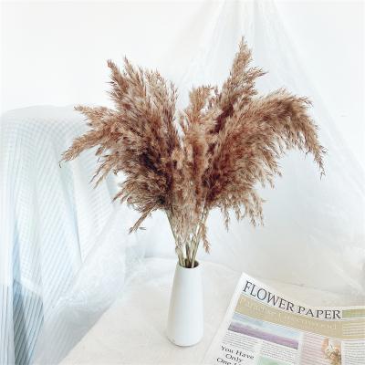 China Wholesale Cheapest Natural Phragmites Real Pampas Grass For Sale for sale