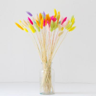 China Flower Color Bunny Tail Grass Dog Tail Grass Home Decoration Dried Flower Arrangement Shooting Props for sale