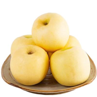 China New Variety Ruixue Fresh Chinese Yellow Apple Fruit Oversize Gift Box for sale