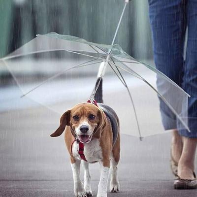 China All In 1 YaQi Hot Selling Promotion High Quality Home Reverse Umbrella For Pet for sale