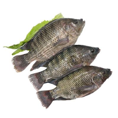 China Round Tilapia Wholesale Price 500-800g Organic Whole Frozen Tilapia for sale