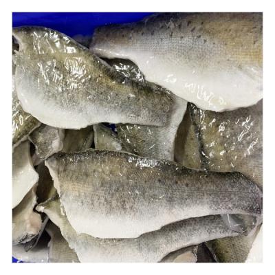 China Organic Premium Quality Frozen Sea Bass Fish Fillet With Size 5-7 Oz 7-9 Oz for sale