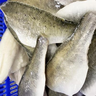 China Organic Hot Sale Fresh Frozen Sea Bass Fillet With Size 5-7 Oz 7-9 Oz for sale