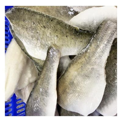 China Hot Sales Organic Sea Bass Fish Fillet Aquatic Products Ocean Foods Frozen Bass for sale