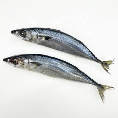 China Organic catch area per FAO Pacific Ocean mackerel frozen price 61 for sale