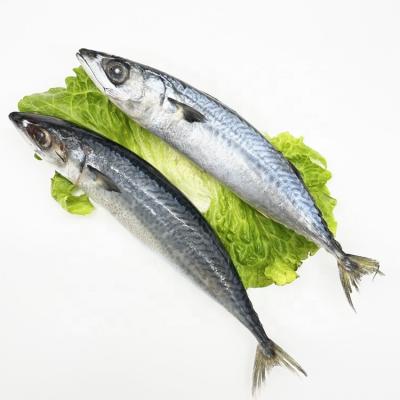 China Organic Whole Round Frozen Pacific Mackerel Best Price for sale