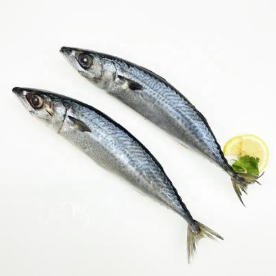 China Organic Realizable Frozen Mackerel Fish Prices Whole Round Pacific Mackerel for sale