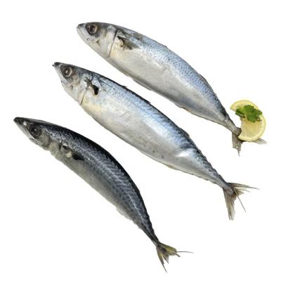 China Organic Frozen Ocean Mackerel Fish Price With Pacific Mackerel Fish for sale