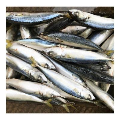 China Frozen Organic Sea Fishing Pacific Mackerel Fish Price With All Size for sale