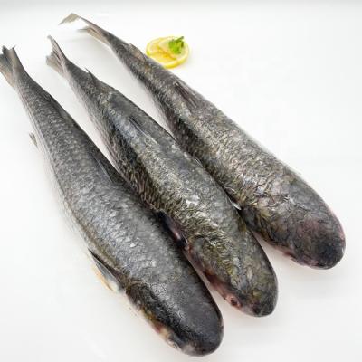 China Organic Frozen Gutted Gray Mullet With Size 1000-2000g for sale