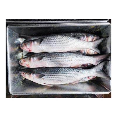 China NATURE New Season Frozen Mullet Fish Size 1-2kg Gutted Gray Mullet for sale