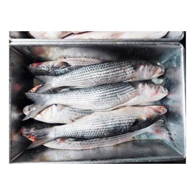 China Organic Quick Shipping Size 1000-2000g Gray Mullet Gutted Frozen for sale