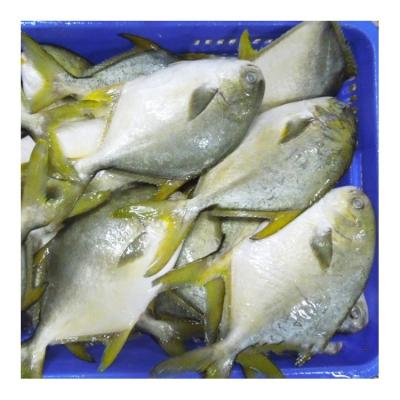 China FOODSTAR Brand Organic Premium Quality Pompano Pompanos Frozen Golden Fish In Supply for sale