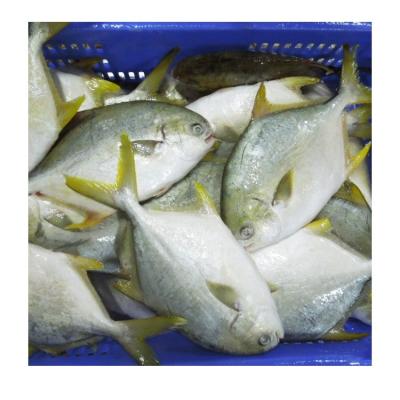 China Good Quality Organic Frozen Seafood Pompano Jelly Golden Whole Round Pompano Frozen Golden Fish for sale