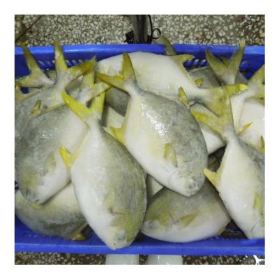 China Wholesale Price Organic Frozen Cultured Golden Fish Pigtails For Market for sale