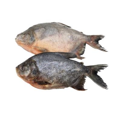 China Pacu's Organic Wholesale Red Fish Frozen Red Pigtails for sale