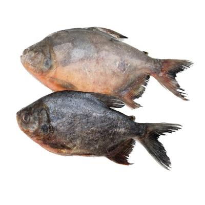 China IQF organic totality around fresh frozen red damselfish for sale