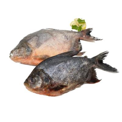 China Pacu Organic Frozen Red Pigtails For African Market for sale