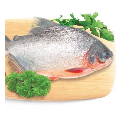 China Whole organic jelly around red damselfish Seafrozen IQF Red Pacu for sale