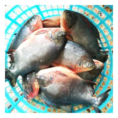 China Organic 300-500g Chinese Cultured Frozen Red Pacu Exporting Fish for sale