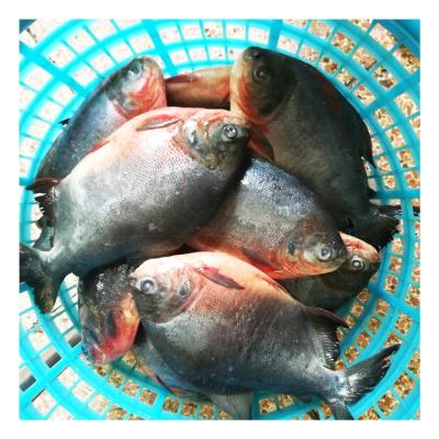 China IQF whole round of organic frozen red damselfish for Africa market for sale