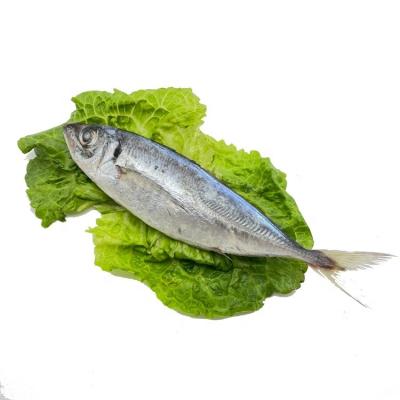 China Saurels Organic Frozen Fish To Angola With Good Price for sale