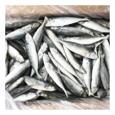 China Size 14cm+ Organic Frozen Whole Saurels Round Fish for sale