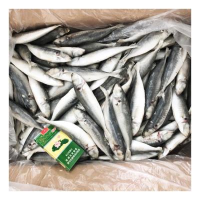 China China origin organic trachurus fish frozen whole round saurels for sale