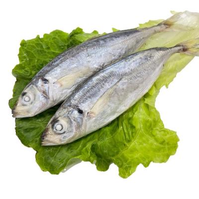 China Hot Sale Organic For Southeast Asia Round Scad Frozen Fish for sale