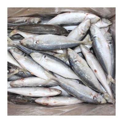 China Organic New Season Round Scad Frozen Fish Processed With Fresh Material With Good Price for sale