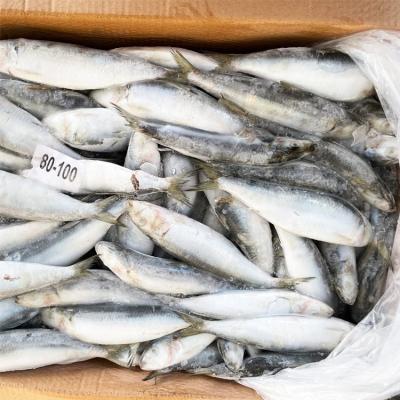 China Good Quality Organic Frozen Sardinops Sagax Sardine Frozen Fish For Groundbait for sale