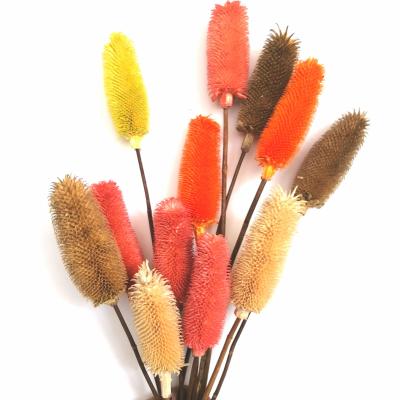 China Hot Selling Dried Flower Dried Flower Dried Dipsacus Sativus Dried Flower Dried Decorative Flowers For Christmas Decorations for sale