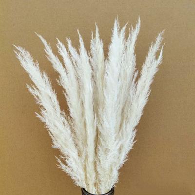 China 2021 Hot Selling Dried Natural Plant Flower Yunnan Flowers Pampas Grass African Ponytail For Decoration for sale