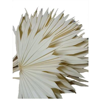 China Natural Touch Wedding Decor Amazon Dried Sun Palm Leaves White Spears Palm For Wedding Decoration for sale