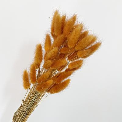 China Fashional Gift New Product Dry Bunny Dried Lagurus Ovatus Rabbit Flowers Bouquet Tails Grass For Shops for sale